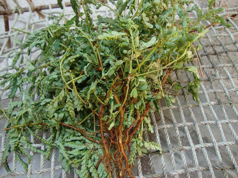 Chanca piedra protege los riñones en diabetes: nuevo estudio confirma efecto renoprotector