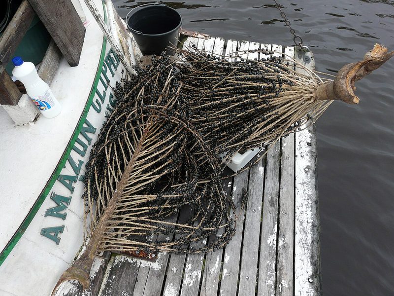 Frutas amazónicas contra el cáncer: lo que revela la primera gran revisión científica
