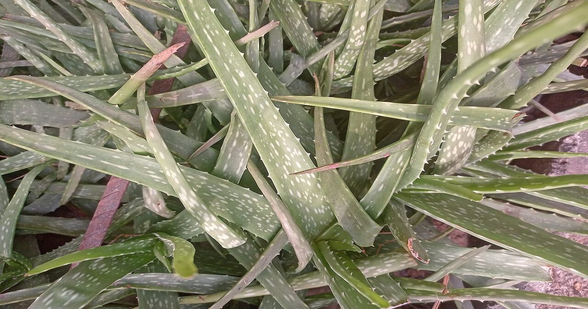 6 Mitos sobre el Aloe Vera: Uso Tópico vs. Oral