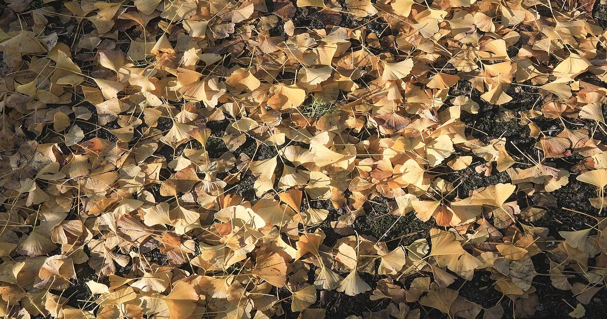 6 Mitos sobre el Ginkgo Biloba y la Memoria