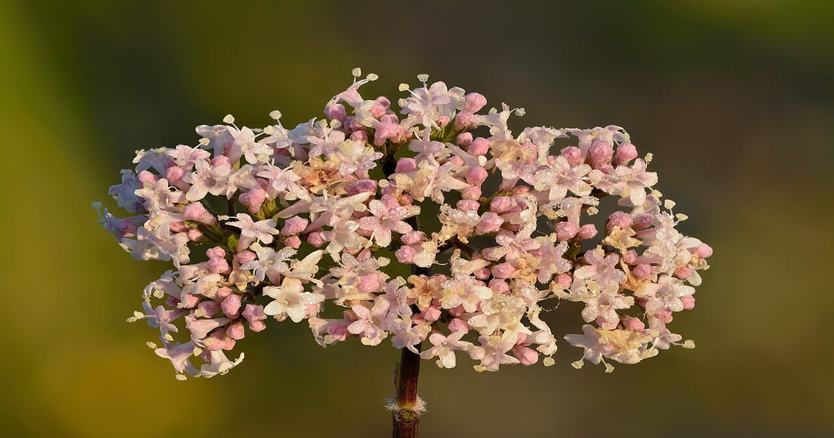 5 Mitos sobre la Valeriana y el Sueño que la Ciencia Desmiente