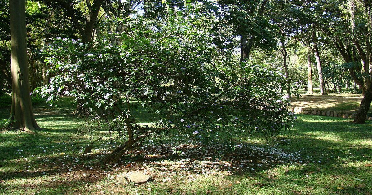 Sanango Racemosum Chiric sanango: propiedades, usos medicinales y evidencia
