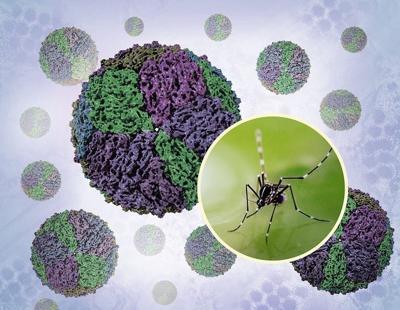 Microscopía del virus del dengue