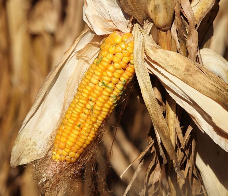 Sistema agrícola de la milpa mesoamericana