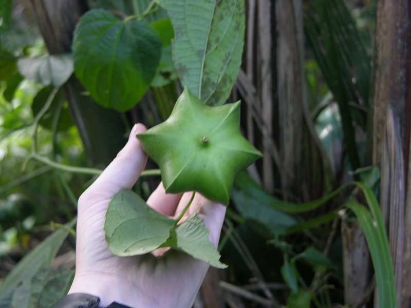 Fruto y semillas de Plukenetia volubilis (sacha inchi)